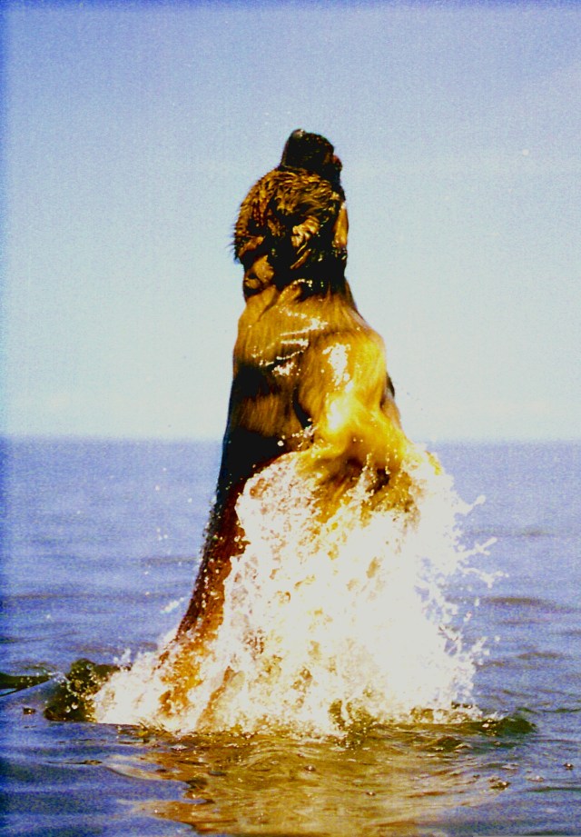 Dog leaping out of water